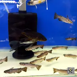 ماهی کت چوبی یا پنگوسی کلمبیا آب شیرین