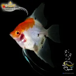 ماهی آنجل کوی آب شیرین