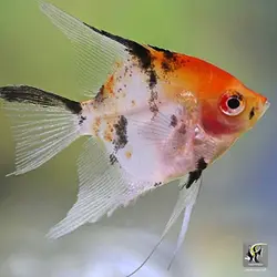 ماهی آنجل کوی آب شیرین