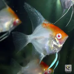 ماهی آنجل کوی آب شیرین