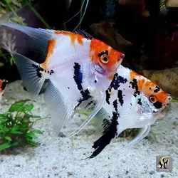 ماهی آنجل کوی آب شیرین