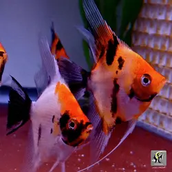 ماهی آنجل کوی آب شیرین