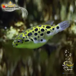 ماهی پوفر گرین اسپات آب شیرین