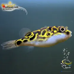 ماهی پوفر گرین اسپات آب شیرین