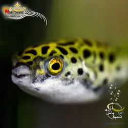 ماهی پوفر گرین اسپات آب شیرین