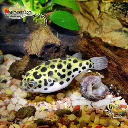 ماهی پوفر گرین اسپات آب شیرین