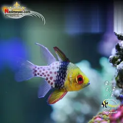 ماهی کاردینال پیجاما آب شور