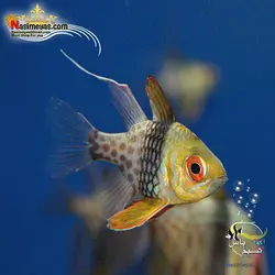 ماهی کاردینال پیجاما آب شور