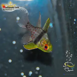 ماهی کاردینال پیجاما آب شور