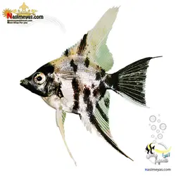 ماهی آنجل ماربل آب شیرین