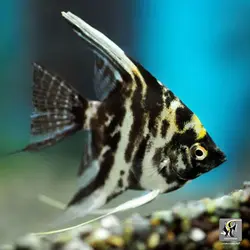 ماهی آنجل ماربل آب شیرین