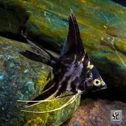 ماهی آنجل ماربل آب شیرین