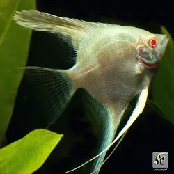 ماهی آنجل آلبینو آب شیرین