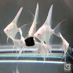 ماهی آنجل آلبینو آب شیرین