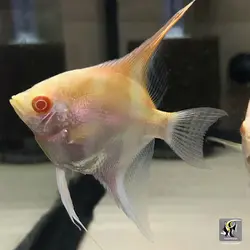 ماهی آنجل آلبینو آب شیرین