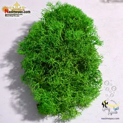 خزه تثبیت شده دیسکس یا خزه ریندر سبز