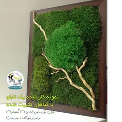 خزه تثبیت شده دیسکس یا خزه ریندر سبز