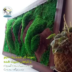 خزه تثبیت شده دیسکس یا خزه ریندر سبز