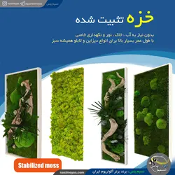 خزه تثبیت شده دیسکس یا خزه ریندر سبز