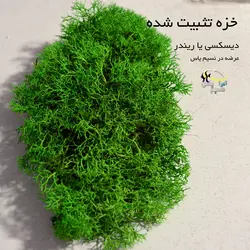 خزه تثبیت شده دیسکس یا خزه ریندر سبز