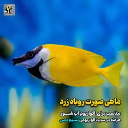 خرگوش ماهی فاکس فیس یا صورت روباهی آب شور