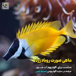 خرگوش ماهی فاکس فیس یا صورت روباهی آب شور
