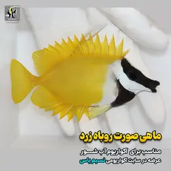 خرگوش ماهی فاکس فیس یا صورت روباهی آب شور