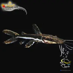 گربه ماهی دراگون یا پوژه بیلی آب شیرین