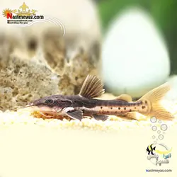 گربه ماهی دراگون یا پوژه بیلی آب شیرین