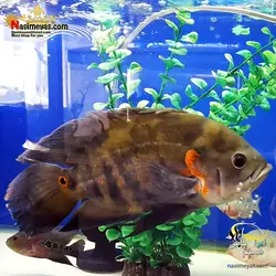 ماهی اسکار باله بلند معمولی آب شیرین