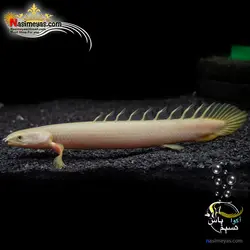 ماهی پولی آلبینو سنگال آب شیرین