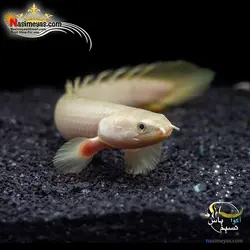 ماهی پولی آلبینو سنگال آب شیرین