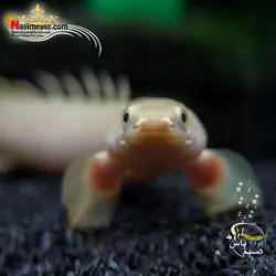 ماهی پولی آلبینو سنگال آب شیرین