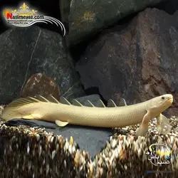 ماهی پولی آلبینو سنگال آب شیرین