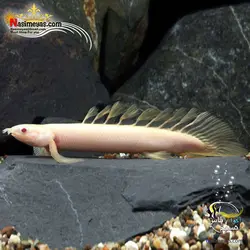 ماهی پولی آلبینو سنگال آب شیرین