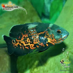 ماهی اسکار تایگر آب شیرین