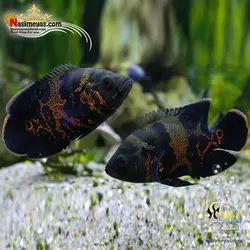 ماهی اسکار تایگر آب شیرین