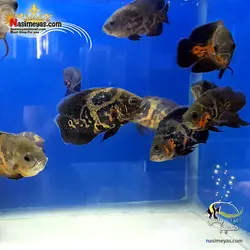 ماهی اسکار تایگر آب شیرین