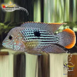 ماهی سیچلاید گرین ترور آب شیرین