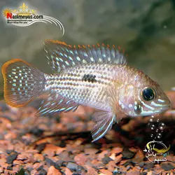 ماهی سیچلاید گرین ترور آب شیرین