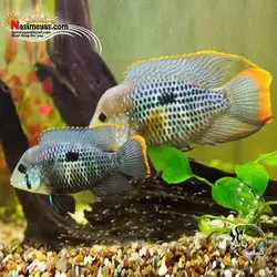 ماهی سیچلاید گرین ترور آب شیرین