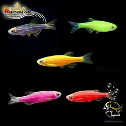 ماهی زبرا دانیو مولتی کالر آب شیرین