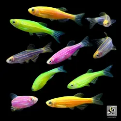 ماهی زبرا دانیو مولتی کالر آب شیرین