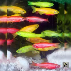 ماهی زبرا دانیو مولتی کالر آب شیرین