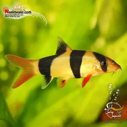 ماهی لوچ دلقک آب شیرین