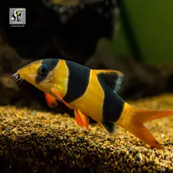 ماهی لوچ دلقک آب شیرین