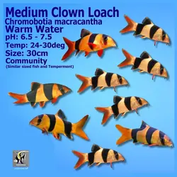 ماهی لوچ دلقک آب شیرین