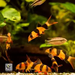 ماهی لوچ دلقک آب شیرین