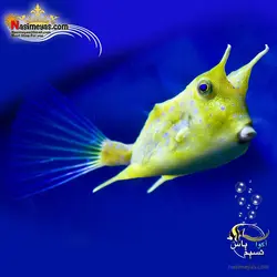 گاو ماهی شاخ بلند آب شور