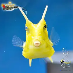 گاو ماهی شاخ بلند آب شور